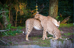 "Animal Kingdom - Cat Wash?" by Jeff Krause Photography is licensed under CC BY-NC-ND 2.0. To view a copy of this license, visit https://creativecommons.org/licenses/by-nc-nd/2.0/?ref=openverse.