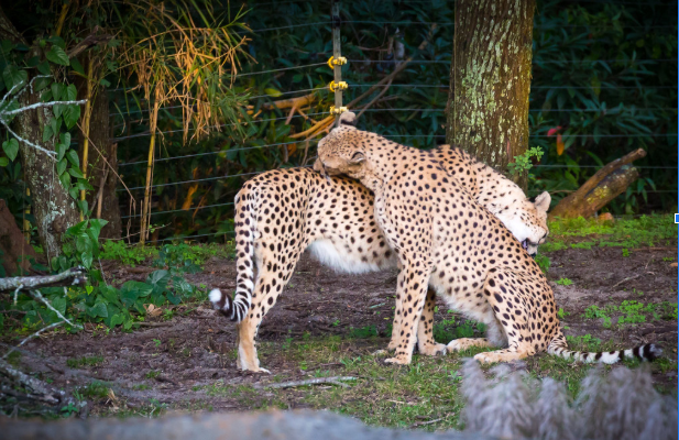 "Animal Kingdom - Cat Wash?" by Jeff Krause Photography is licensed under CC BY-NC-ND 2.0. To view a copy of this license, visit https://creativecommons.org/licenses/by-nc-nd/2.0/?ref=openverse.
