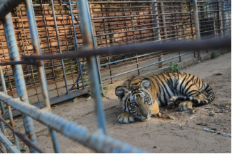 This young tiger was born in captivity and has been forced to grow up in a confining cage. 

Photo Credit: Sentiment Media 
